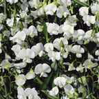 Outsidepride Pearl White Sweet Pea Seeds - 200 Pcs Perennial, Easy to Grow, Vine Seeds for Planting Fragrant, Long-Lasting Flowers with Free-Flowering Habit & Tall Size for Vertical Gardens
