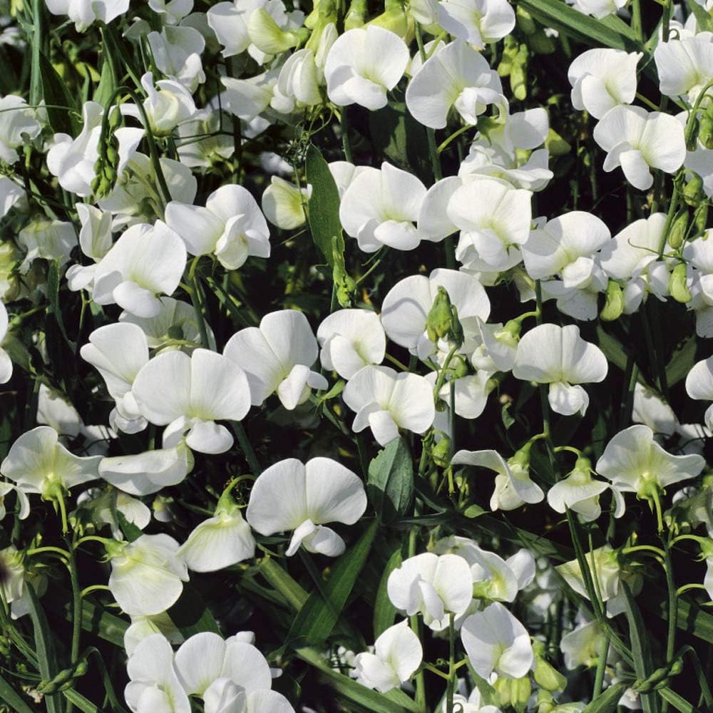 Outsidepride Pearl White Sweet Pea Seeds - 200 Pcs Perennial, Easy to Grow, Vine Seeds for Planting Fragrant, Long-Lasting Flowers with Free-Flowering Habit & Tall Size for Vertical Gardens