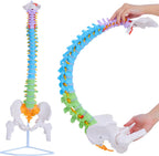 Life Size Spine Model - 34.6'' Flexible Human Spinal Anatomical Model with Nerves, Arteries, Lumbar Column and Male Pelvis, Colorful Anatomy Spine Model