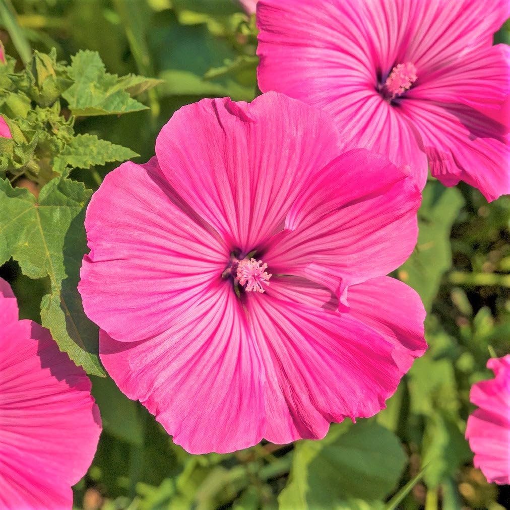 TomorrowSeeds - Pink Rose Mallow Seeds - 600+ Count - for 2026 Planting Malva Trimestris Annual Hibiscus Common Tree Mallows Royal French Hollyhock Flower Grow Your Own Home Farm Patio Healthy