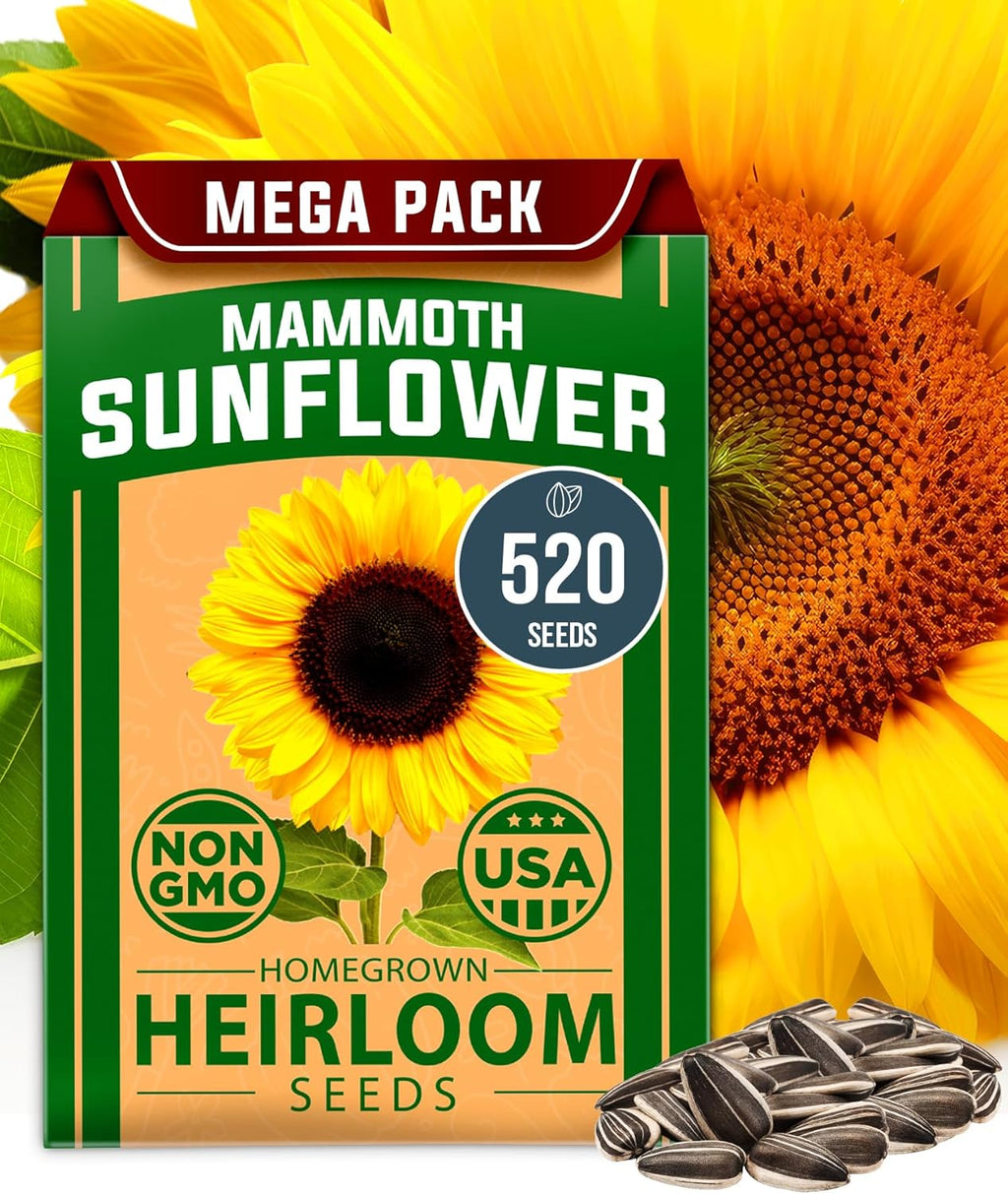 HOME GROWN Sunflower Seeds to Plant | 520+ Giant Mammoth Sunflower Seeds for Planting Bulk Packet | Heirloom, High Germination, Easy to Grow Jumbo Sun Flower for Home Garden(Helianthus annuus)