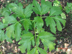 Generic New Fresh 100pcs Angelica keiskei Plant Seeds