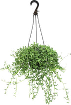 String of Dolphins Plant Live Succulents, Succulents Plants Live in Hanging Planter, Succulents Live Plants Indoor Plants Live Houseplants, Hanging Plants Live Succulent Plants Live by Plants for Pets