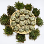 11 Pack Rose of Jericho Resurrection Plants, 1–2 Inch Rosa de Jerico Original, Unfolds in Water, Dried Fern Prayer Plants for Spiritual Purification, Home Decor , Gift for Plant Lovers