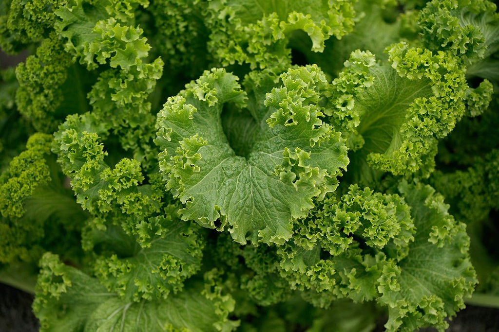 1000 Southern Giant Curled Mustard Seeds 2.5 Grams of Seeds Heirloom Non GMO