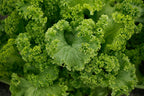 1000 Southern Giant Curled Mustard Seeds 2.5 Grams of Seeds Heirloom Non GMO