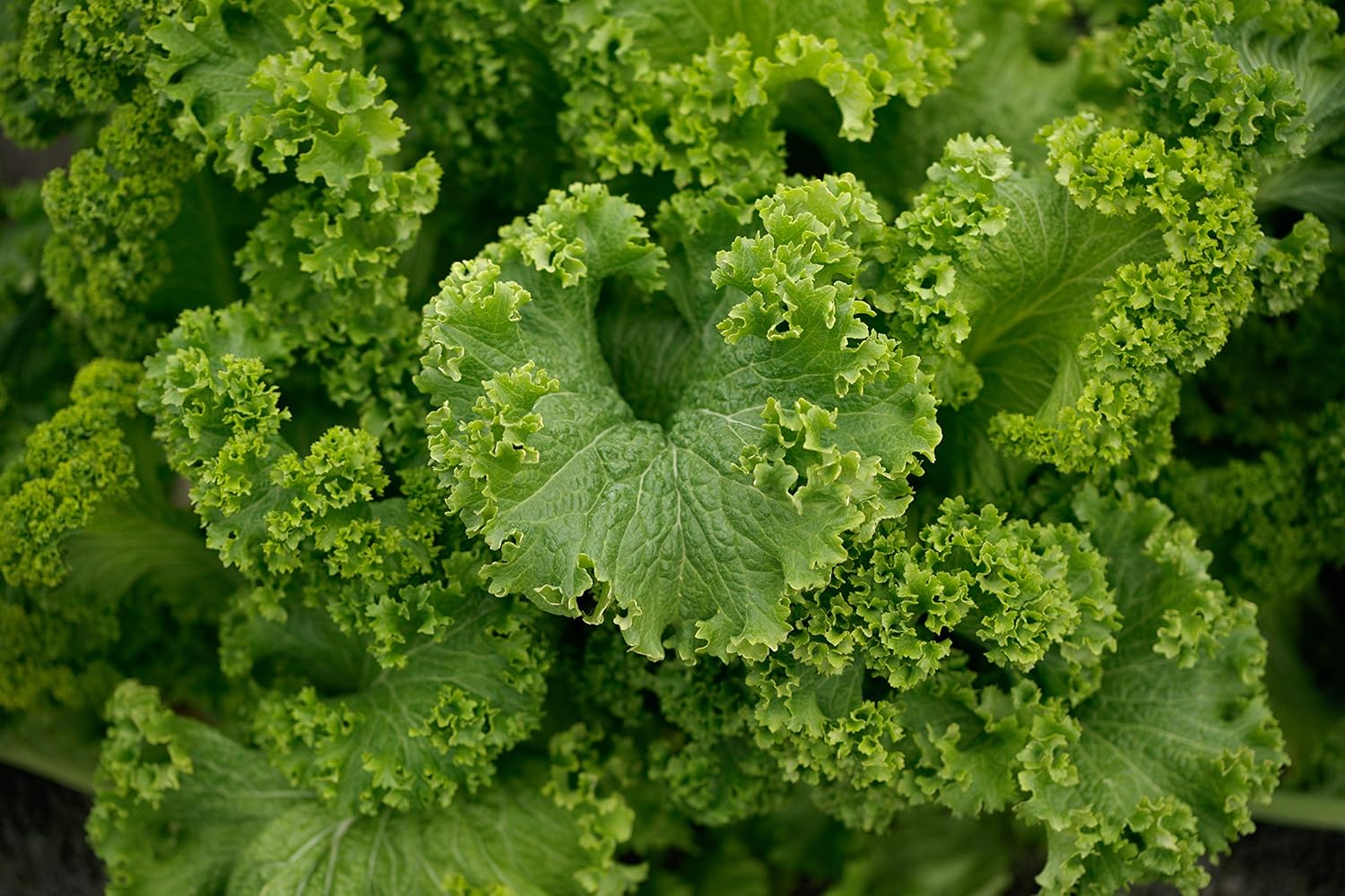 1000 Southern Giant Curled Mustard Seeds 2.5 Grams of Seeds Heirloom Non GMO