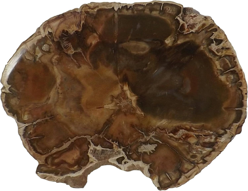 Petrified Wood Slab, a Polished Fossil Stone Tree Specimen Slice from Madagascar, Each Piece Different for a Unique Gift, Medium-Large 4-5" Size