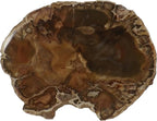 Petrified Wood Slab, a Polished Fossil Stone Tree Specimen Slice from Madagascar, Each Piece Different for a Unique Gift, Medium-Large 4-5" Size