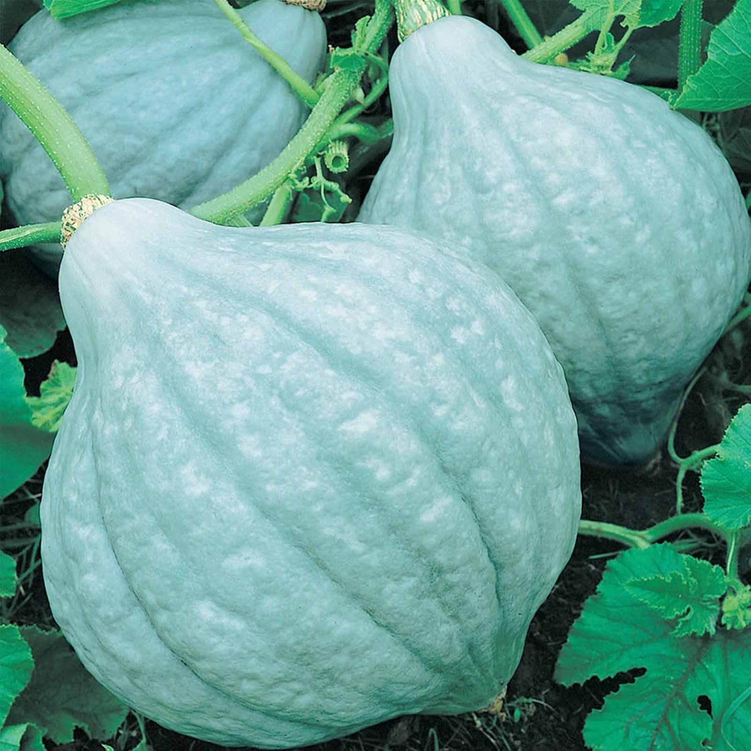 Blue Hubbard Winter Squash Garden Seeds - 4 g Packet ~24 Seeds - Non-GMO, Heirloom - Vegetable Gardening Seed