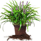 Royal Purple LIRIOPE - Size: 1 Gallon, Live Plant, Includes Special Blend Fertilizer & Planting Guide