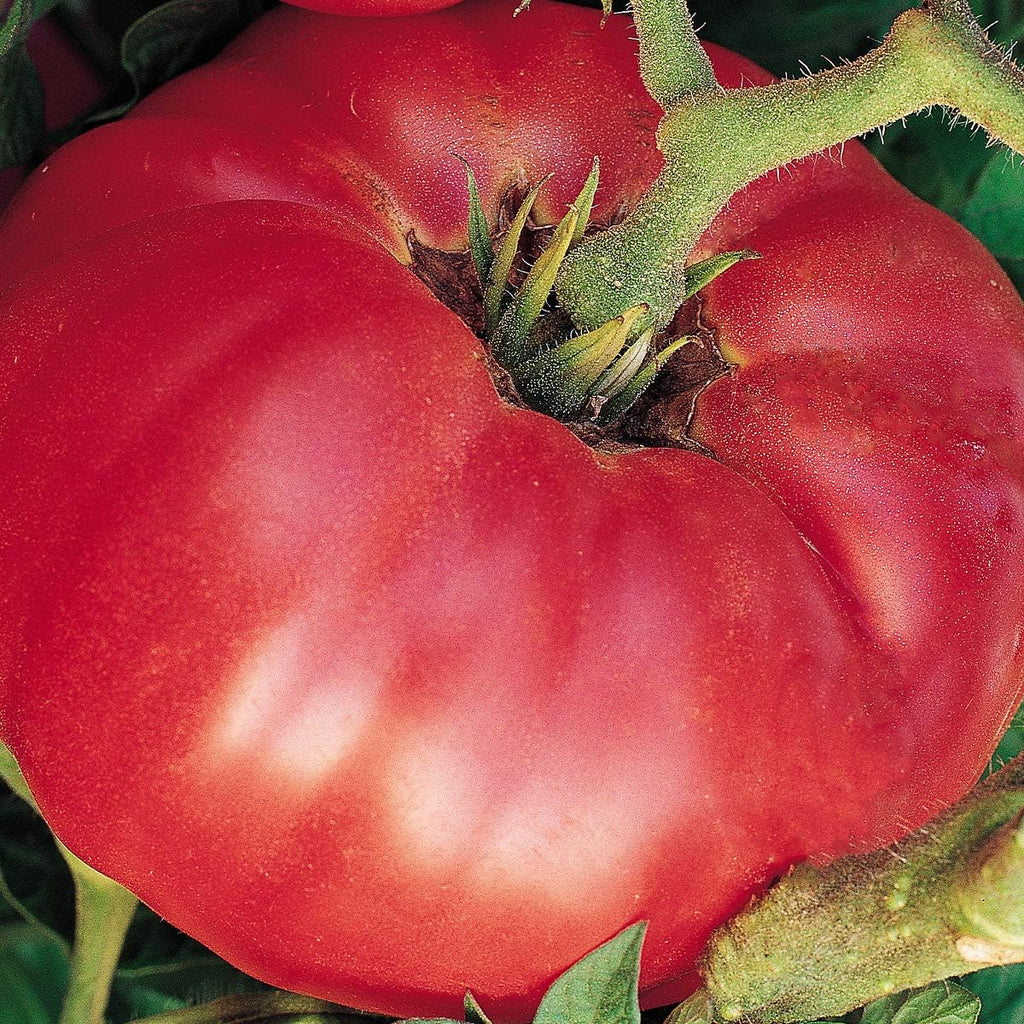 Burpee 'German Johnson' Heirloom, Large Pink Beefsteak Slicing Tomato, 30 Non-GMO Seeds