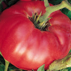 Burpee 'German Johnson' Heirloom, Large Pink Beefsteak Slicing Tomato, 30 Non-GMO Seeds