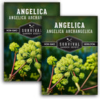 Angelica Seeds for Planting - Medicinal Herb Garden Seed to Grow Angelica Archangelica - Edible Traditional Healing Herb, Biennial Plant - Survival Garden Seeds (2 Packs)