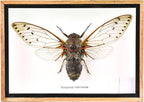 Cicada Speciosa insect taxidermy in wood box framed