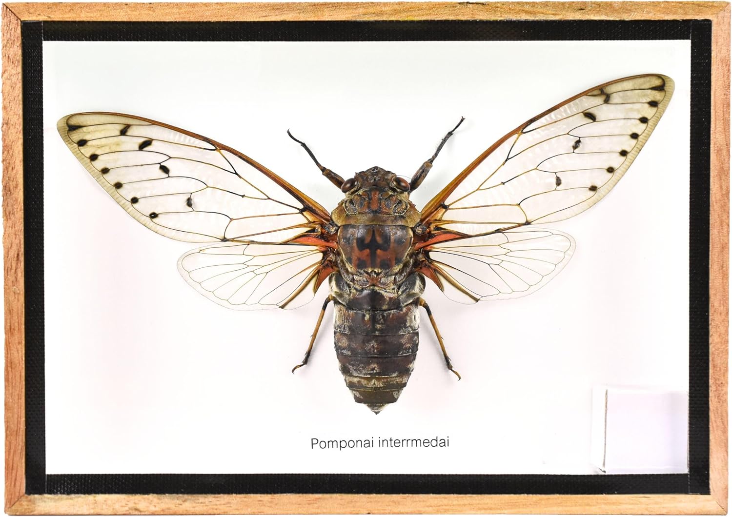 Cicada Speciosa insect taxidermy in wood box framed