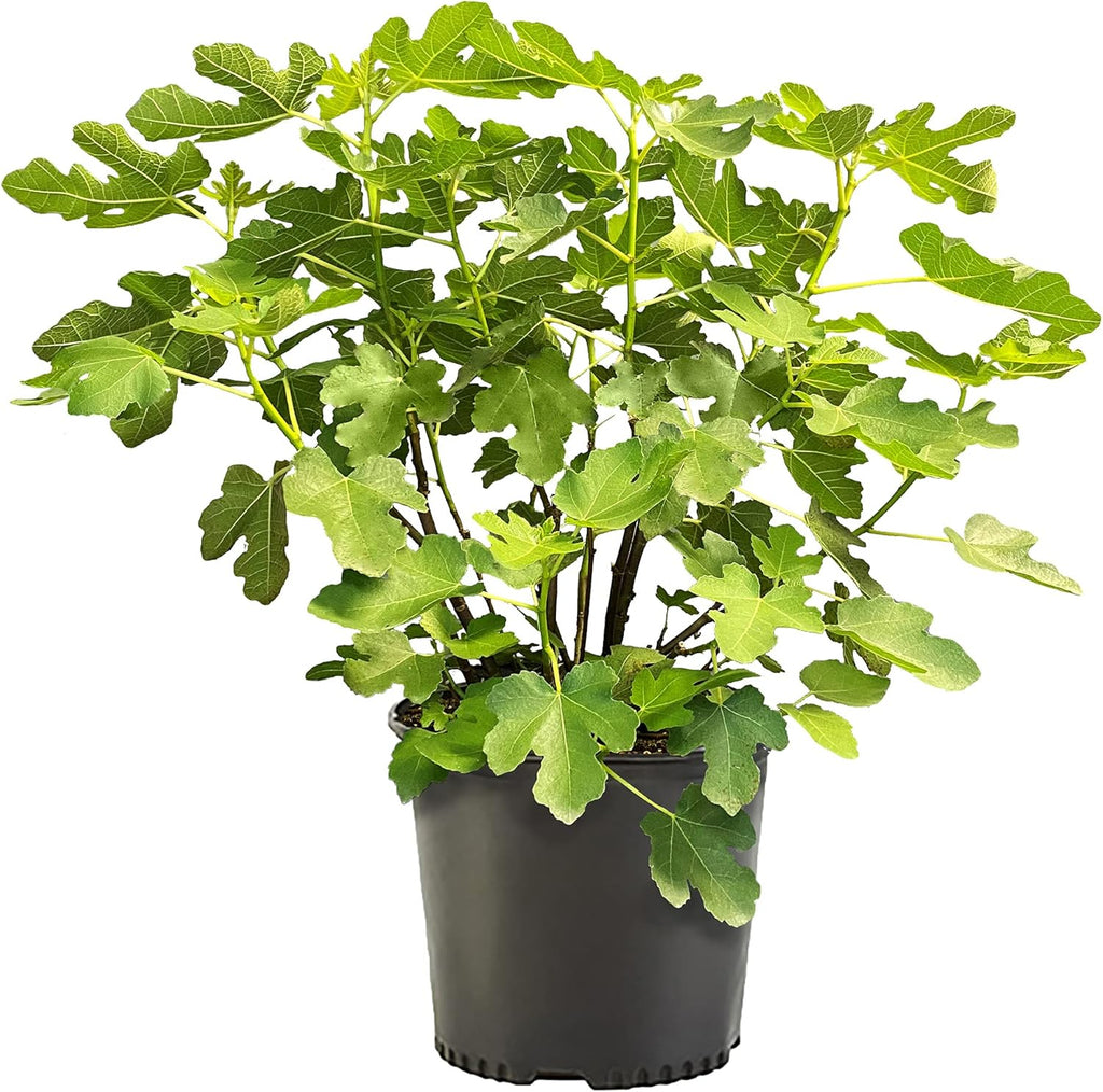 Fig 1 Gal. Brown Turkey Fig Plant
