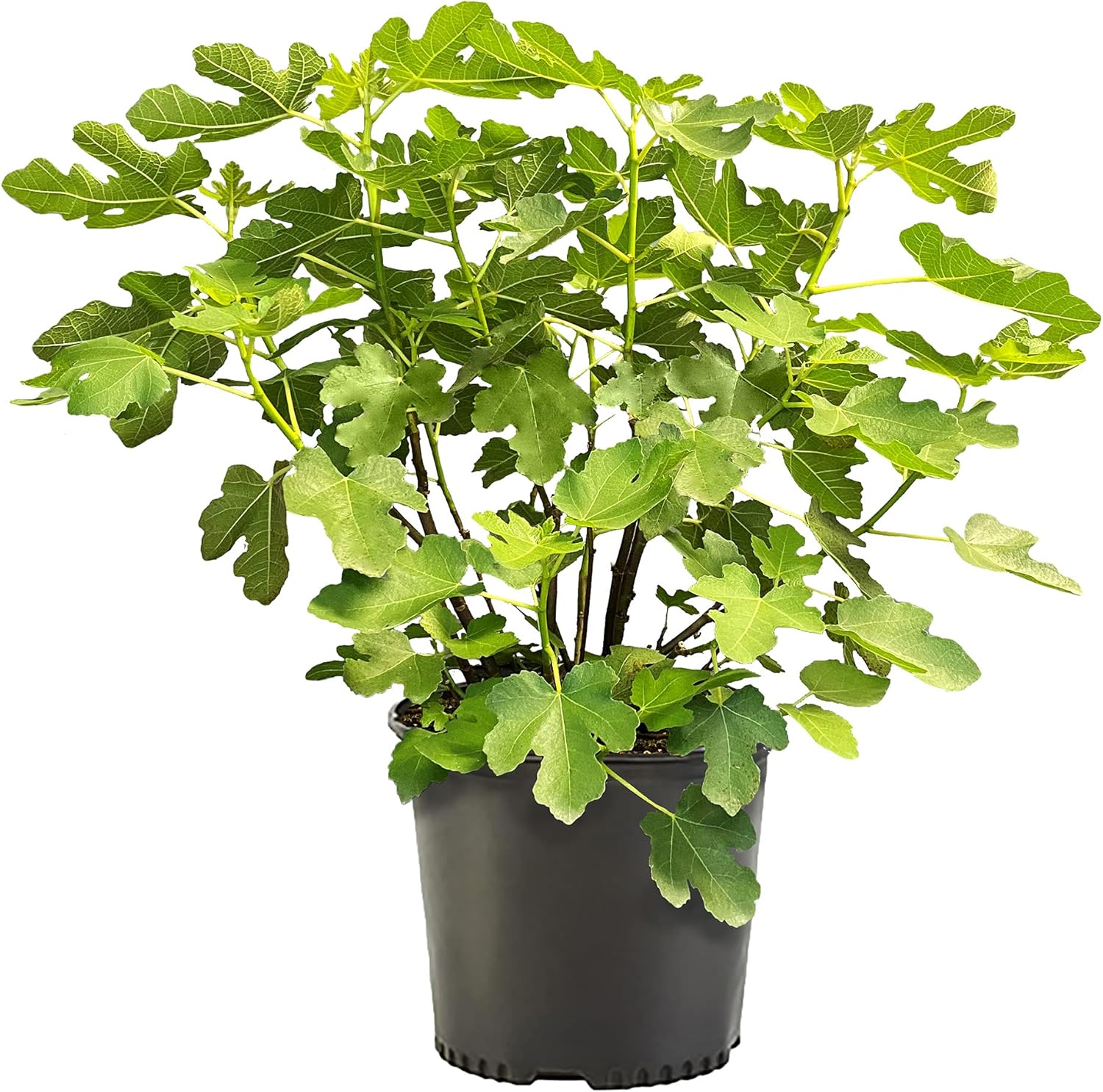 Fig 1 Gal. Brown Turkey Fig Plant