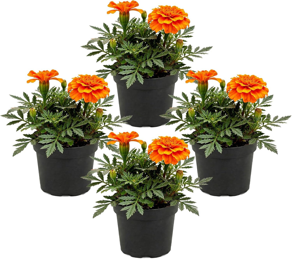 Live Flowering Marigold - Durango Orange (4 Per Pack), Beautiful Spring Color, 8" Tall by 4" Wide in 1 Pt Pot
