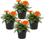 Live Flowering Marigold - Durango Orange (4 Per Pack), Beautiful Spring Color, 8" Tall by 4" Wide in 1 Pt Pot