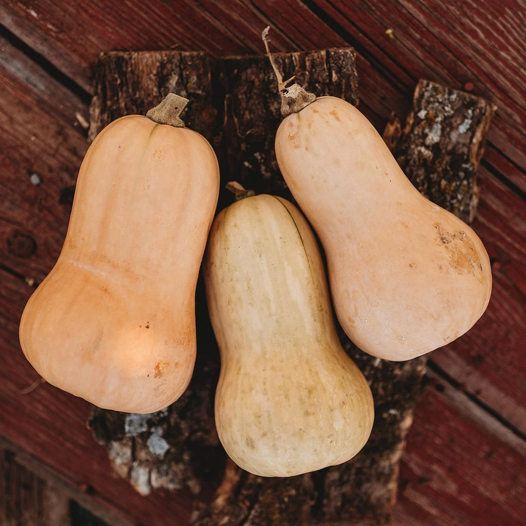 Waltham Butternut Squash - 25 Seeds - Heirloom & Open-Pollinated Variety, Non-GMO Vegetable Seeds for Planting in The Home Garden, Thresh Seed Company
