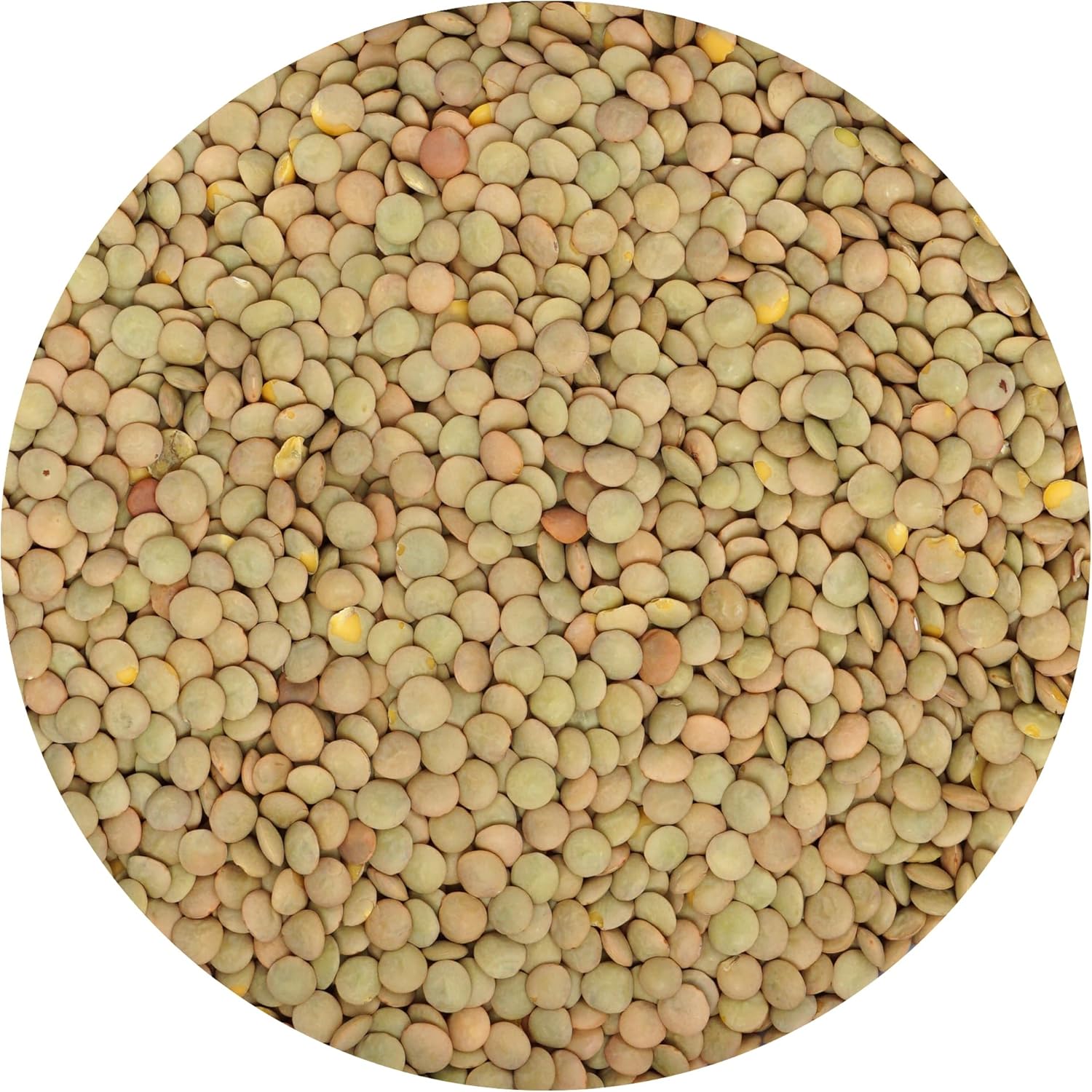 Green Lentils, 4 Pound Bulk Bag