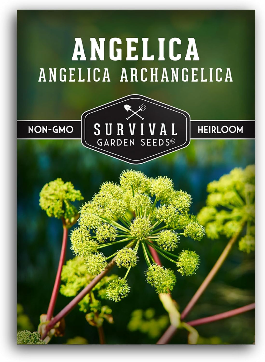 Angelica Seeds for Planting - Medicinal Herb Garden Seed to Grow Angelica Archangelica - Edible Traditional Healing Herb, Biennial Plant - Survival Garden Seeds (1 Pack)