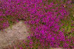 Purple Creeping Thyme Seeds - 250+ Seeds - Amazing Ground Cover Plant, Breckland Thyme