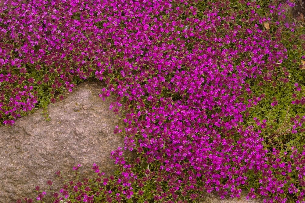Purple Creeping Thyme Seeds - 250+ Seeds - Amazing Ground Cover Plant, Breckland Thyme
