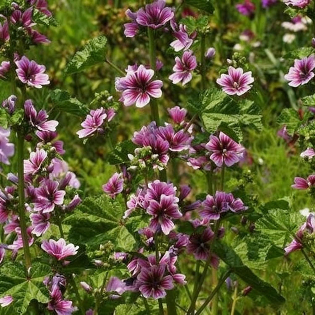 500+ Malva Seeds for Planting, Perennial Purple Malva Sylvestris Seed, Non-GMO Heirloom Mallow Flower Seeds for Home Garden Outdoor