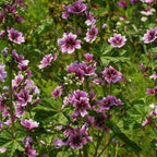 500+ Malva Seeds for Planting, Perennial Purple Malva Sylvestris Seed, Non-GMO Heirloom Mallow Flower Seeds for Home Garden Outdoor