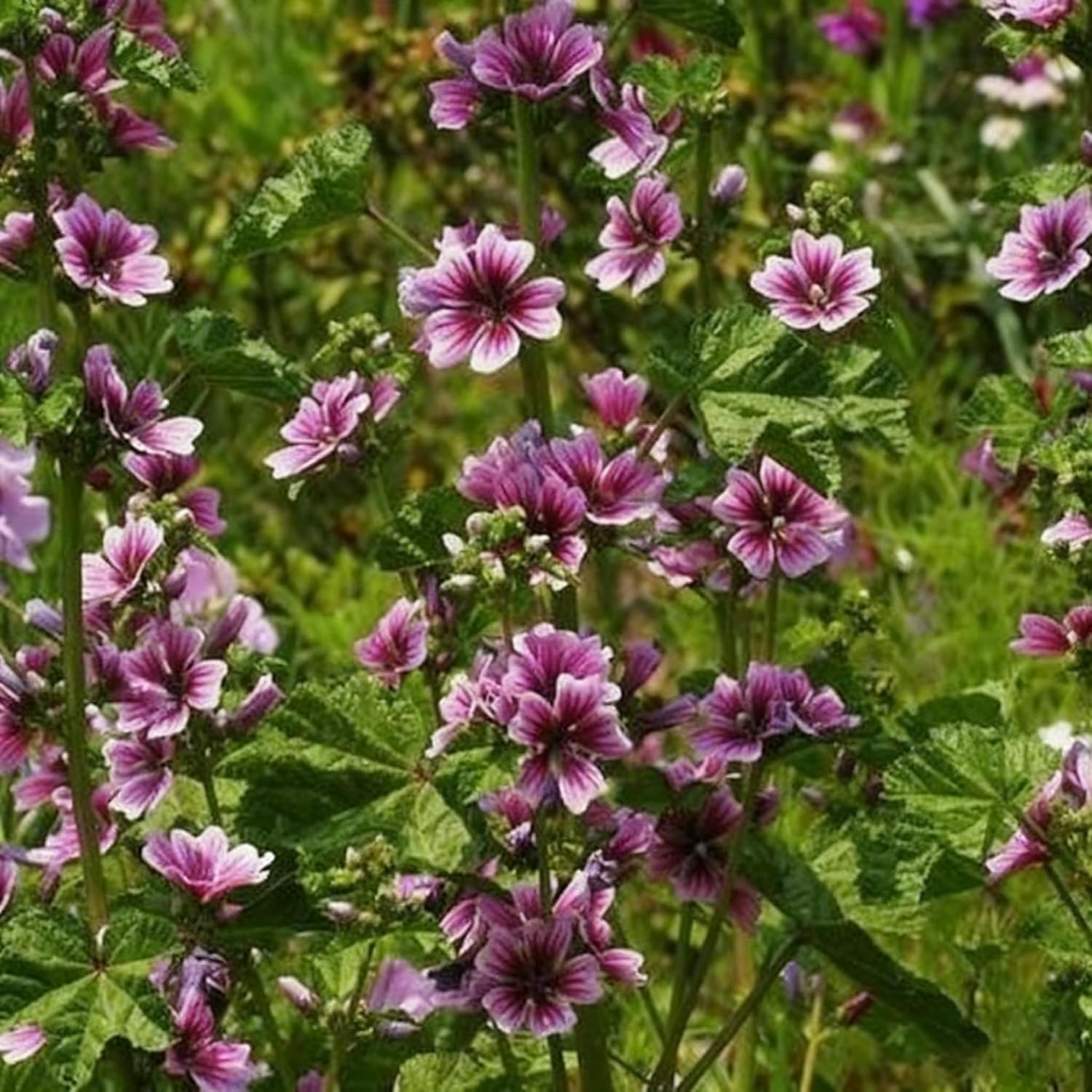 500+ Malva Seeds for Planting, Perennial Purple Malva Sylvestris Seed, Non-GMO Heirloom Mallow Flower Seeds for Home Garden Outdoor