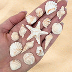15 Dye Free Seashell Edible Cake Decorations, Vegan, Gluten-Free, Edible Cake Toppers for Cupcakes, Cookies & Desserts, by Simply Sucré (15 Pieces (Gift Box), Natural)