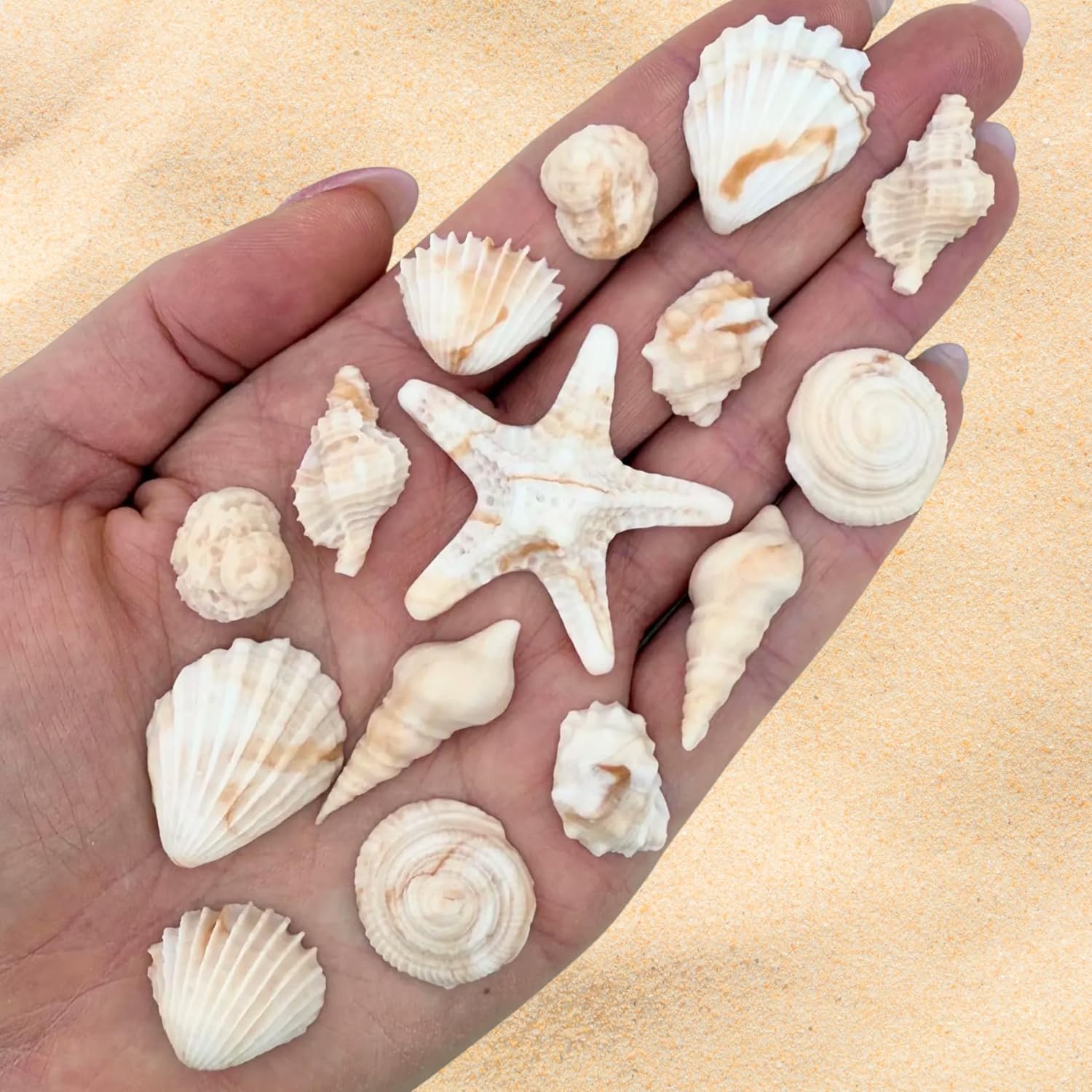 15 Dye Free Seashell Edible Cake Decorations, Vegan, Gluten-Free, Edible Cake Toppers for Cupcakes, Cookies & Desserts, by Simply Sucré (15 Pieces (Gift Box), Natural)
