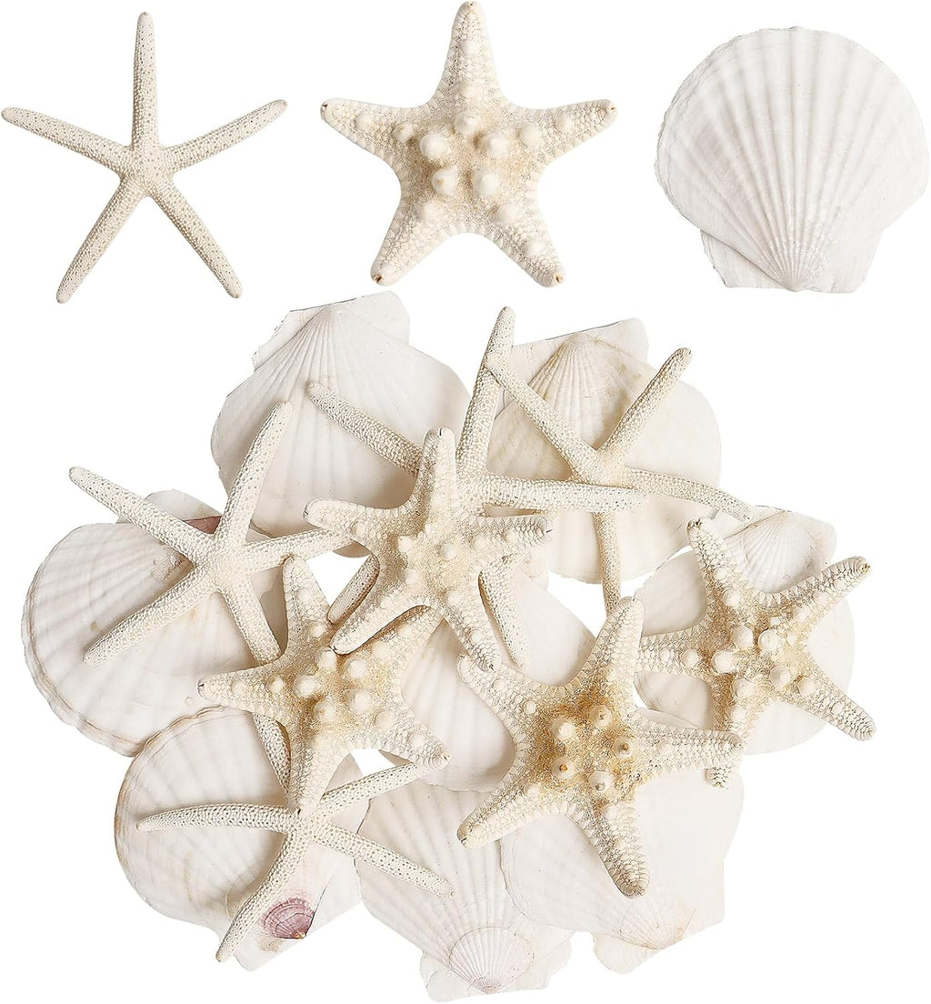 16 Pieces Starfish and Scallop Shells for Crafts 2.6"-3.8" Large Seashells Natural Sea Shells for Crafts Christmas Decor Beach Party Wedding Fishtank
