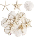 16 Pieces Starfish and Scallop Shells for Crafts 2.6"-3.8" Large Seashells Natural Sea Shells for Crafts Christmas Decor Beach Party Wedding Fishtank
