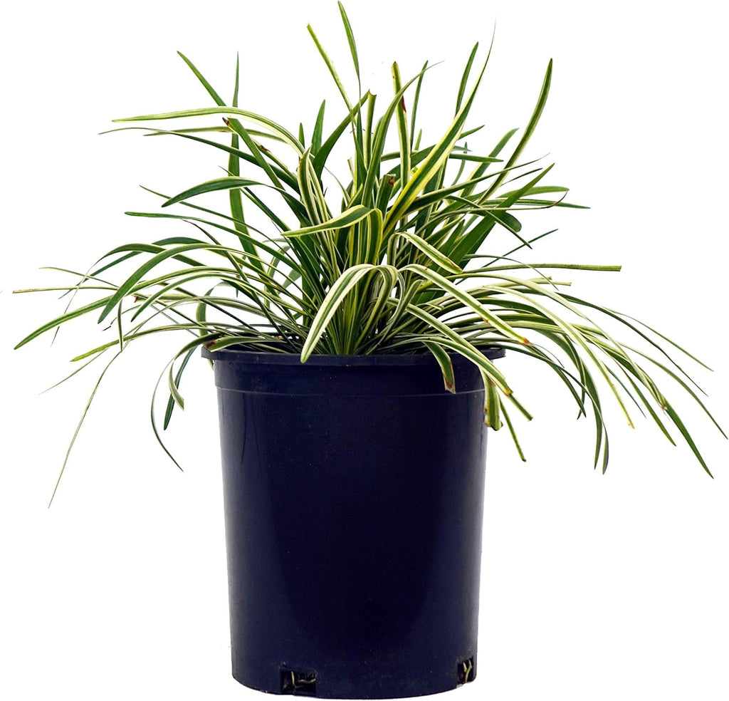 Liriope muscari 'Variegata' (Variegated Lilyturf) Perennial, varigated foliage with lavender flowers, 1 - Size Container
