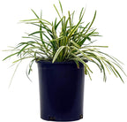Liriope muscari 'Variegata' (Variegated Lilyturf) Perennial, varigated foliage with lavender flowers, 1 - Size Container