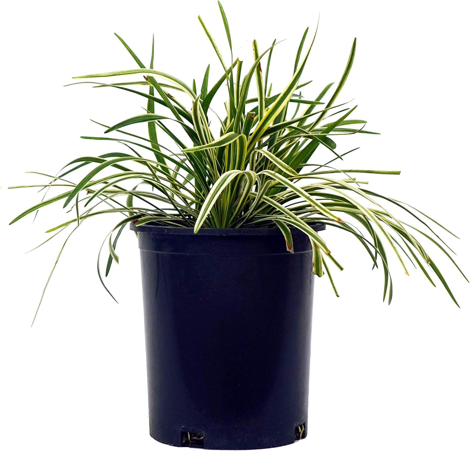 Liriope muscari 'Variegata' (Variegated Lilyturf) Perennial, varigated foliage with lavender flowers, 1 - Size Container
