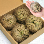 4-Pack Large Premium Dried Rose of Jericho, Selaginella Resurrection Grass, Dried Fern Scale Leaf Prayer Plant, Symbol of Abundance and Prosperity, Ideal for Home Decoration and Spiritual Healing