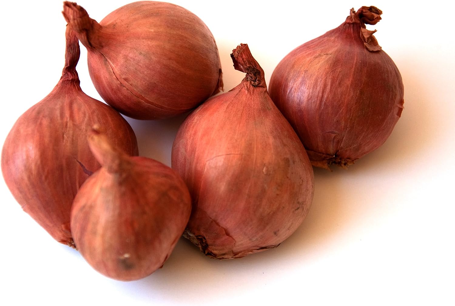 FRESH SHALLOTS - 1LB