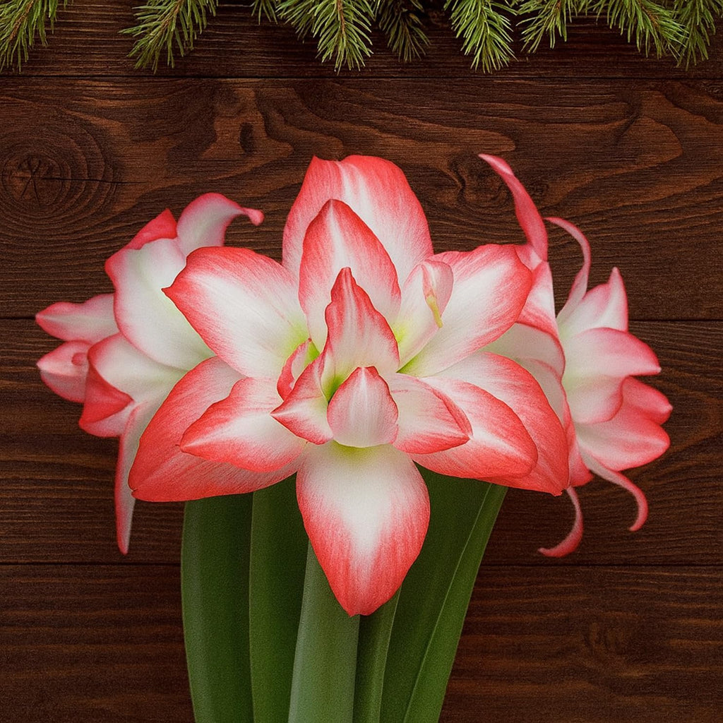 Premium Double Dream Amaryllis Bulb – Top Size 36–38 cm | Soft Pink Double Blooms with Delicate Veining | Indoor Holiday Flowering Bulb | Easy to Grow Gift Plant