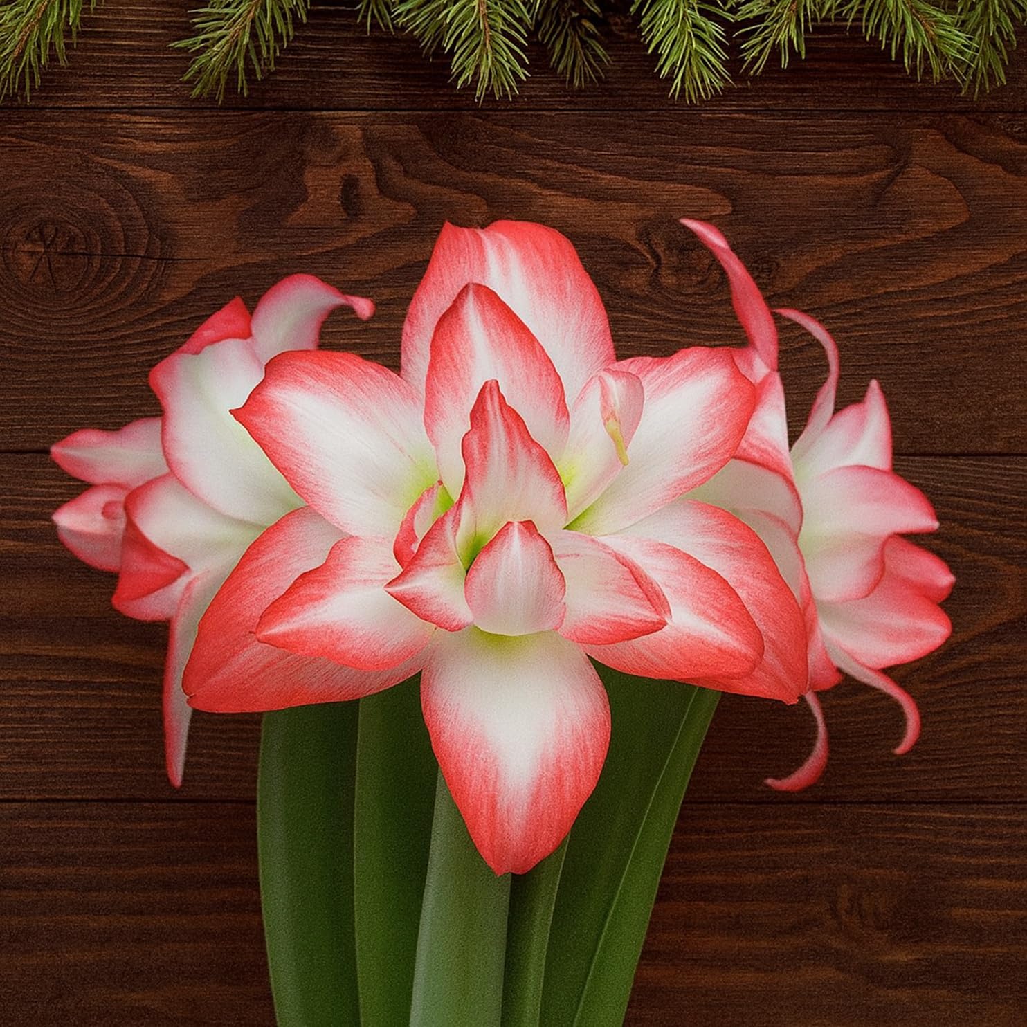 Premium Double Dream Amaryllis Bulb – Top Size 36–38 cm | Soft Pink Double Blooms with Delicate Veining | Indoor Holiday Flowering Bulb | Easy to Grow Gift Plant