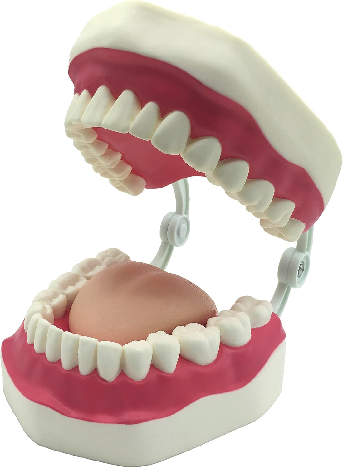 Dental Teeth Care Model with Toothbrush,32 Teeth,Kouber Human Anatomical Model,4"x 5" x 7"