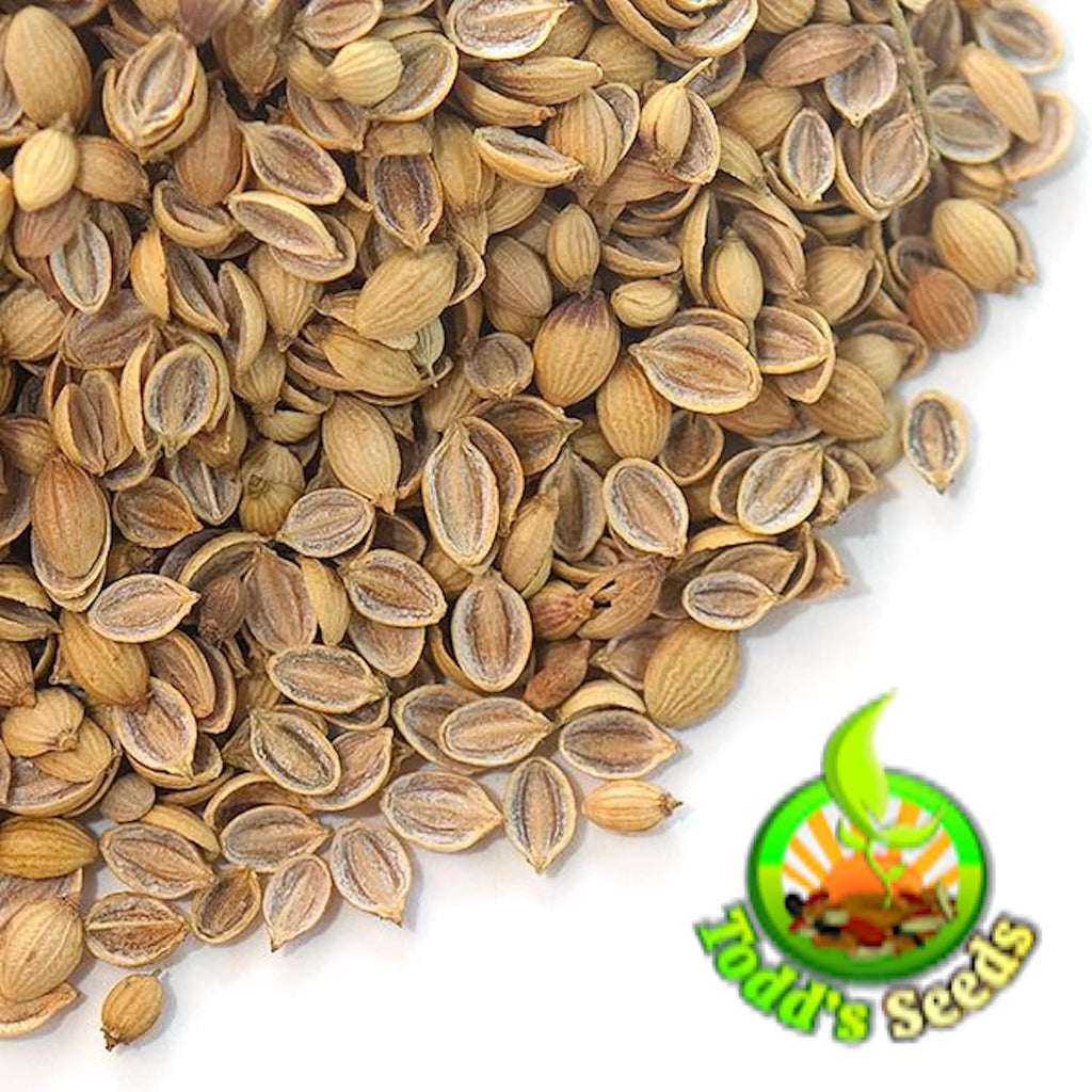 Todd's Seeds Coriander (Split Seed Cilantro) Slo-Bolting Herb Seed, Non-GMO, Chemical Free, High Germination (1/4 Pound)