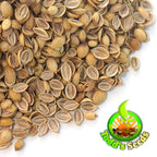 Todd's Seeds Coriander (Split Seed Cilantro) Slo-Bolting Herb Seed, Non-GMO, Chemical Free, High Germination (1/4 Pound)