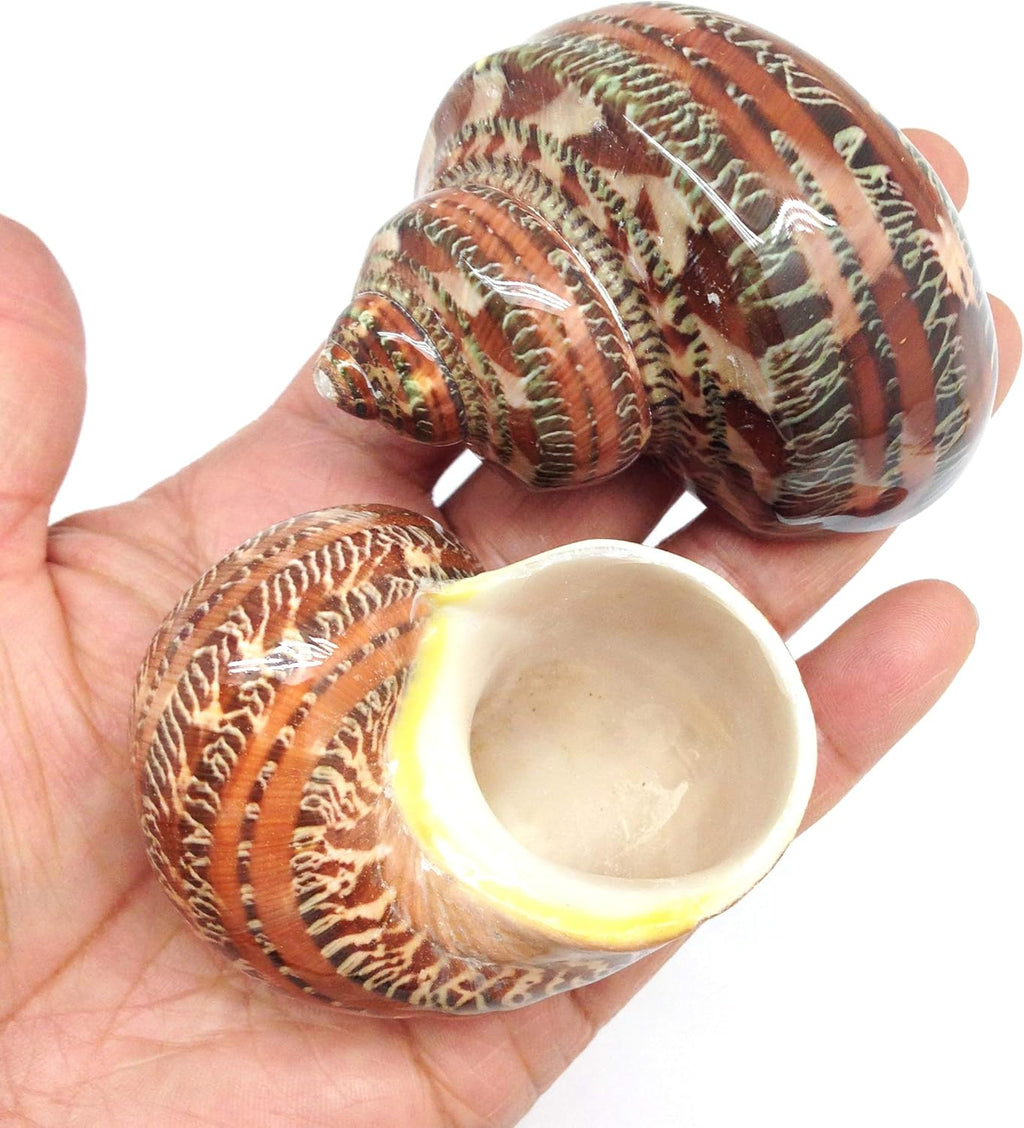 PEPPERLONELY 2 PC Natural Large Hermit Crab Shells, Tapestry Turbo, 2 Inch ~ 2-1/2 Inch