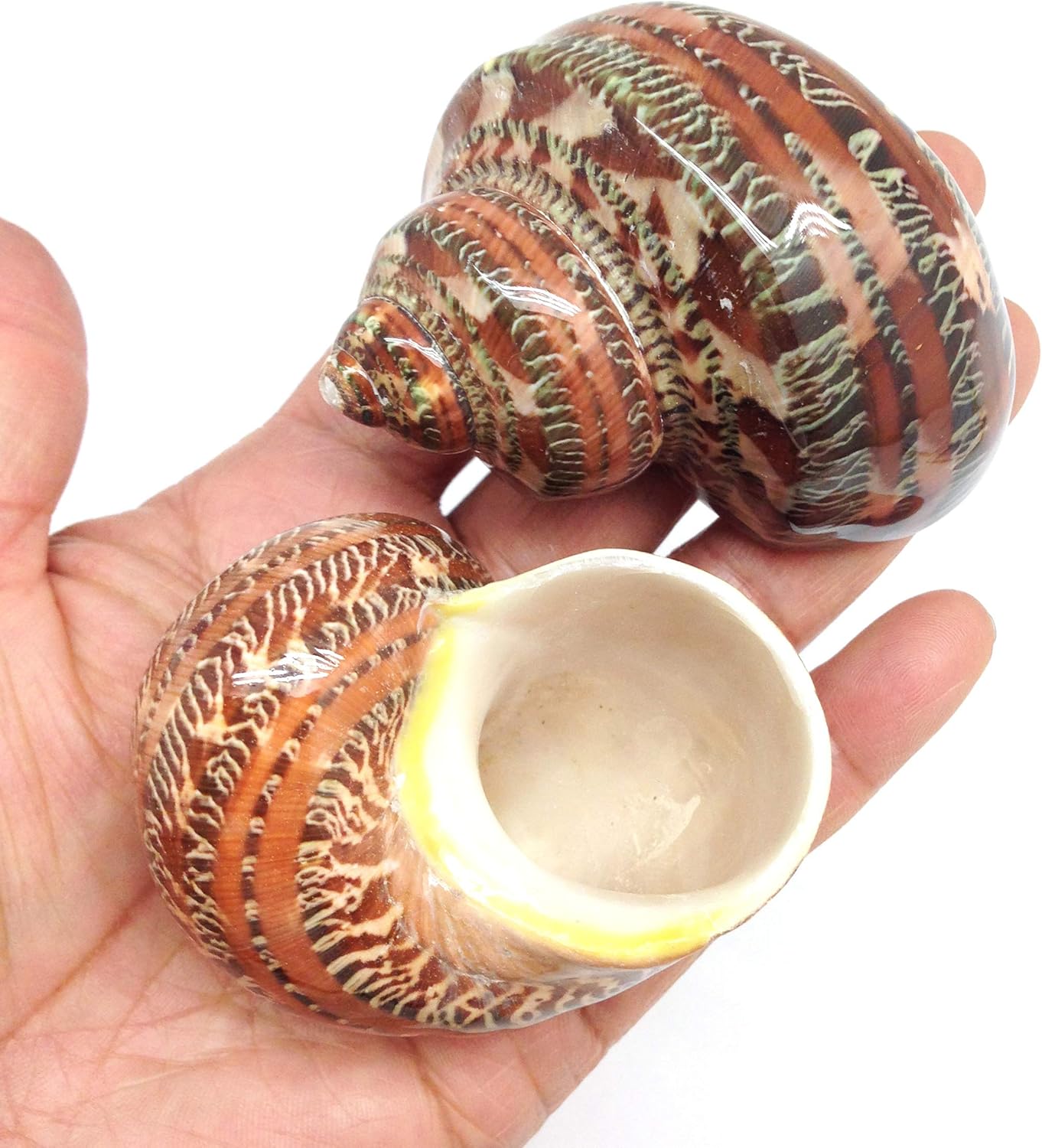 PEPPERLONELY 2 PC Natural Large Hermit Crab Shells, Tapestry Turbo, 2 Inch ~ 2-1/2 Inch