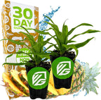 Florida Special Pineapple Live Plant - Ananas Comosus - Wellspring Gardens Starter Plant - Ideal Pineapple Plant Live Easy to Grow Starter Plant Great for Outdoor and Patio Planting Growth (2-Pack)