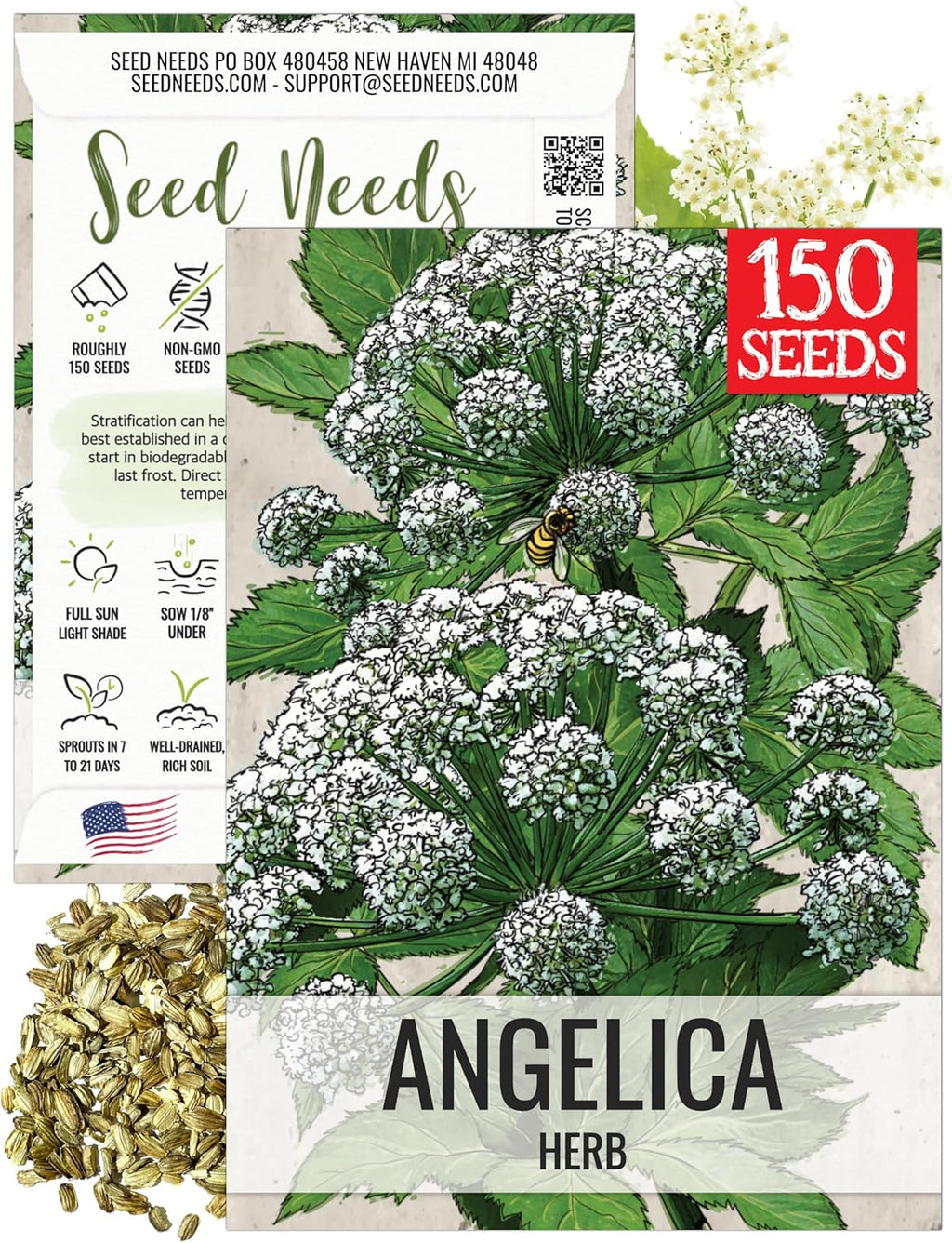 Seed Needs Angelica Seeds for Planting Angelica archangelica - Non-GMO Heirloom & Untreated Medicinal Herbs to Grow an Indoor or Outdoor Home Grown Garden (1 Pack)